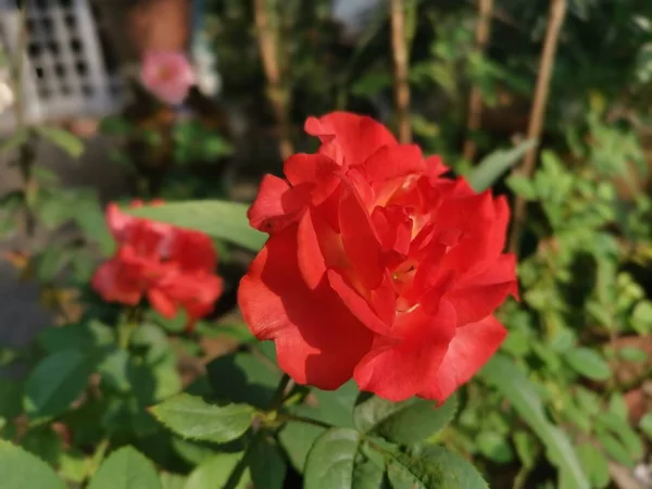 Hermosa Flor Roja Rosa Chinensis Jacq — Foto de Stock