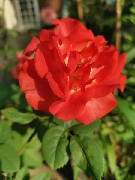 Mooie Rode Rosa Chinensis Jacq Bloem — Stockfoto
