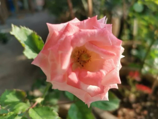 Belle Pêche Rosa Chinensis Jacq Fleur — Photo