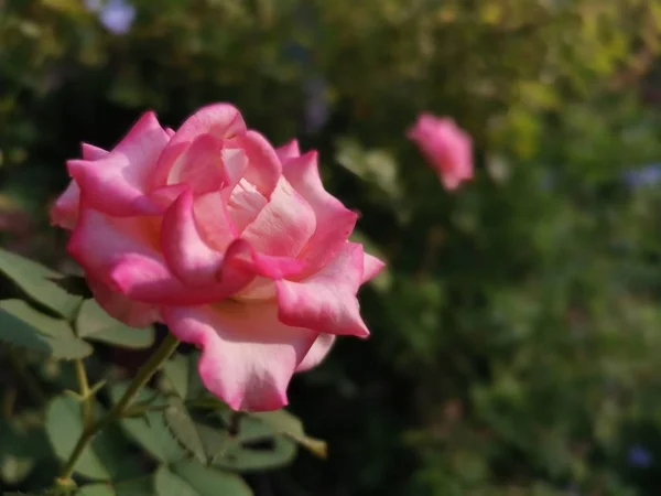 Gyönyörű Őszibarack Rosa Chinensis Jacq Virág — Stock Fotó