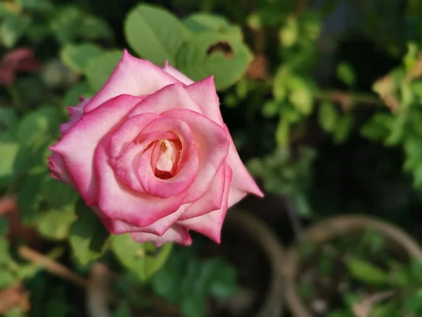 Красива Персикова Троянда Китайська Квітка Джакузі — стокове фото