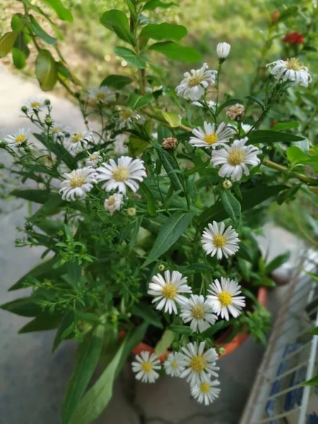 Beautiful White Symphyotrichum Novi Belgii Flower — Stock Photo, Image