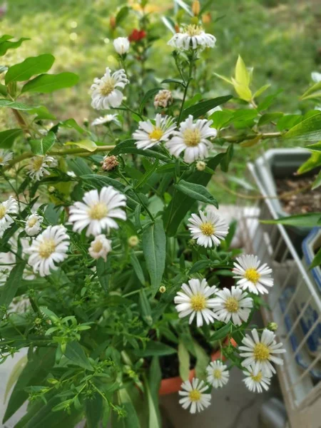 Belle Fleur Blanche Symphyotrichum Novi Belgii — Photo