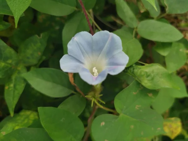 Krásná Světle Modrá Ipomoea Purpurea Květiny — Stock fotografie