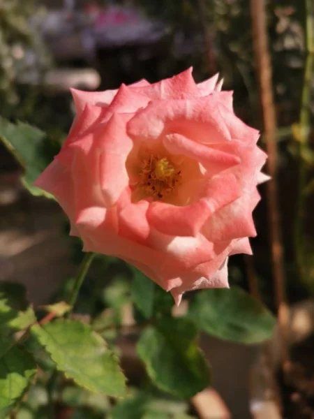 Beautiful Peach Rosa Chinensis Jacq Flower — Stock Photo, Image