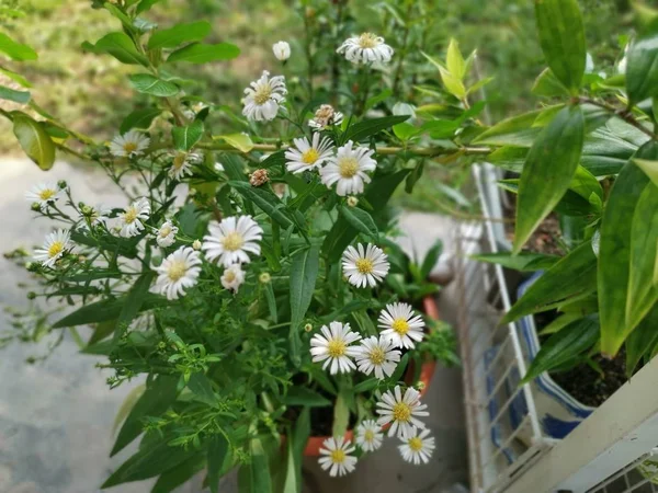 Bela Flor Branca Symphyotrichum Novi Belgii — Fotografia de Stock