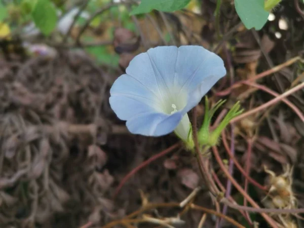 Bela Luz Azul Ipomoea Purpurea Flor — Fotografia de Stock