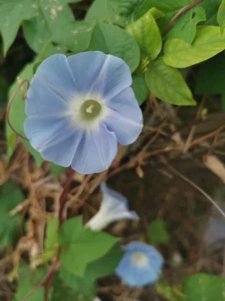 Belle Fleur Ipomoea Purpurea Bleu Clair — Photo