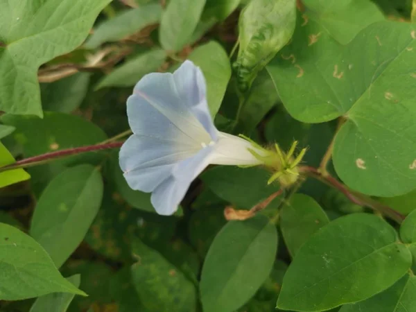 Krásná Světle Modrá Ipomoea Purpurea Květiny — Stock fotografie