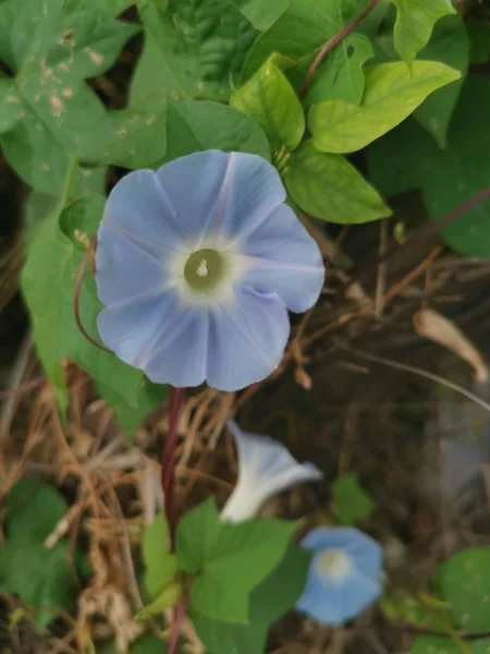 Krásná Světle Modrá Ipomoea Purpurea Květiny — Stock fotografie