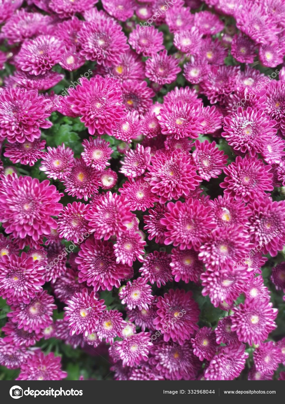 Flores de crisálito en el jardín. — Foto de stock © sweemingyoung