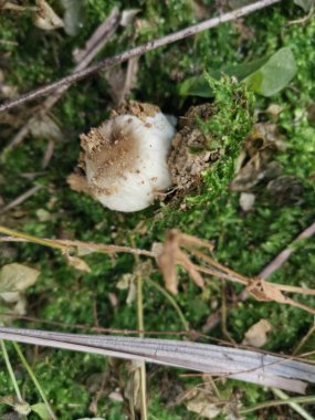 Küçük, yenilebilir termitomiler topraktan çıkan mantarlar..