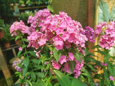 Güzel pembe, lazımlık çiçeği