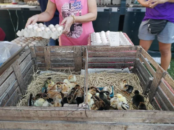Perak Malaysia 2020 Kundinnen Kaufen Frische Hühnereier Geflügelstand Auf Dem — Stockfoto