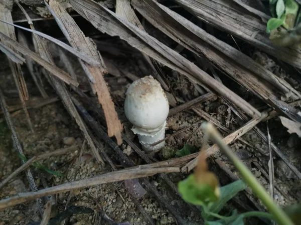 Tiny Young Edible Termitomyces Mushroom Sprouting Out Ground — 스톡 사진