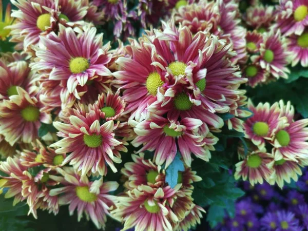 Різноманітність Барвистих Квітів Пелюсток Хризантеми — стокове фото