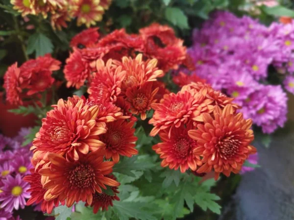 Різноманітність Барвистих Квітів Пелюсток Хризантеми — стокове фото