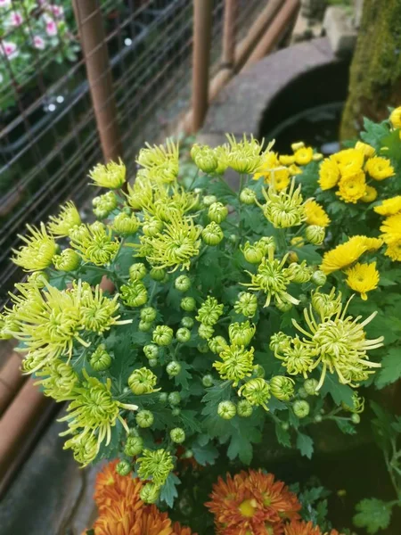 Rengarenk Kasımpatı Çiçekleri — Stok fotoğraf