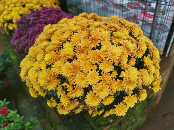 Verscheidenheid Van Kleurrijke Chrysant Bloemblaadjes — Stockfoto