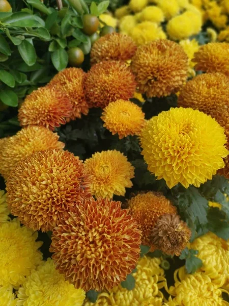 Variedade Flores Coloridas Pétalas Crisântemo — Fotografia de Stock