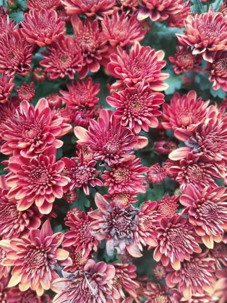 Vielfalt Bunten Chrysanthemen Blütenblättern — Stockfoto