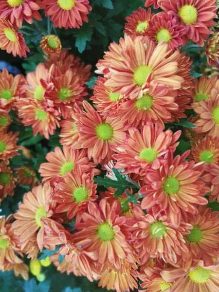 Variété Fleurs Pétales Chrysanthème Coloré — Photo