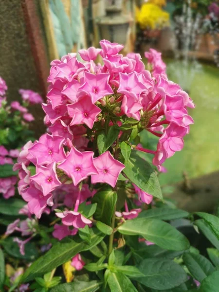 Красивый Розовый Горшок Флокс Цветок — стоковое фото