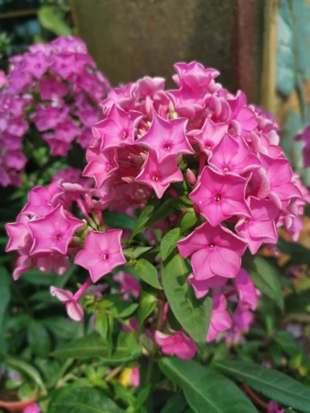 Красива Рожева Квітка Флоксів — стокове фото