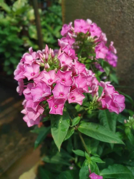 Güzel Pembe Lazımlık Çiçeği — Stok fotoğraf