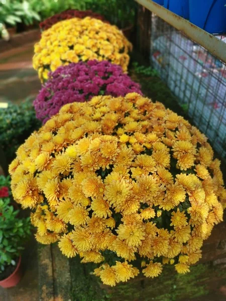 Variedade Flores Coloridas Pétalas Crisântemo — Fotografia de Stock