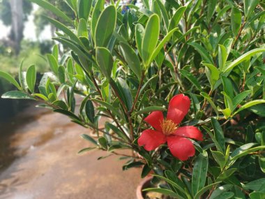 yeşil çömlek açelya çiçek ağaçları.