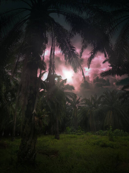 Early morning cloudy sky at palm oil plantation
