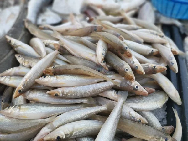 Свежие Рыбы Мерланги — стоковое фото