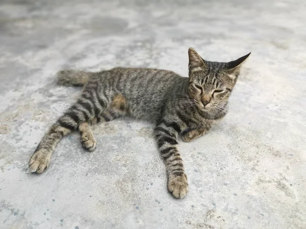 Gato Cinza Escuro Descansando Chão — Fotografia de Stock