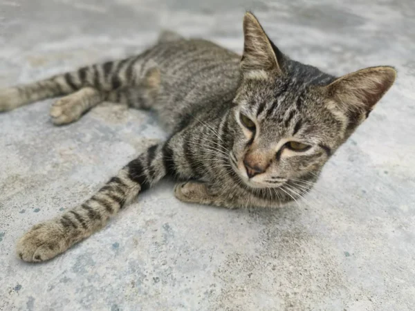 Gato Cinza Escuro Descansando Chão — Fotografia de Stock