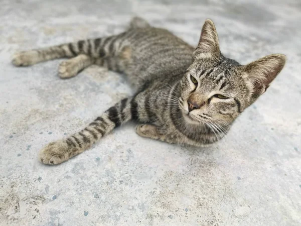 Gato Gris Oscuro Descansando Suelo —  Fotos de Stock