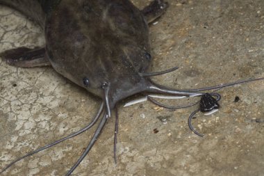 Beton zeminde canlı yayın balığı