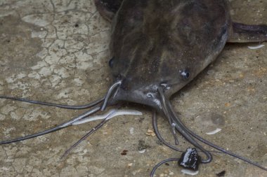 Beton zeminde canlı yayın balığı