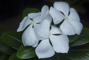 beyaz kataranthus gül yaprakları çiçek