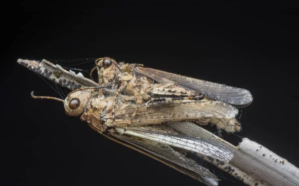 Two Dead Grasshopper Cling Stem — 스톡 사진