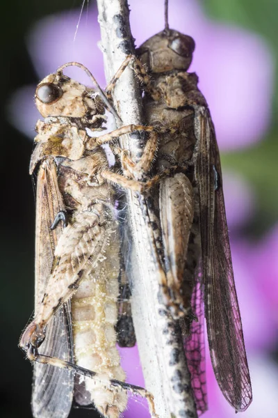 Two Dead Grasshopper Cling Stem — Stock Photo, Image