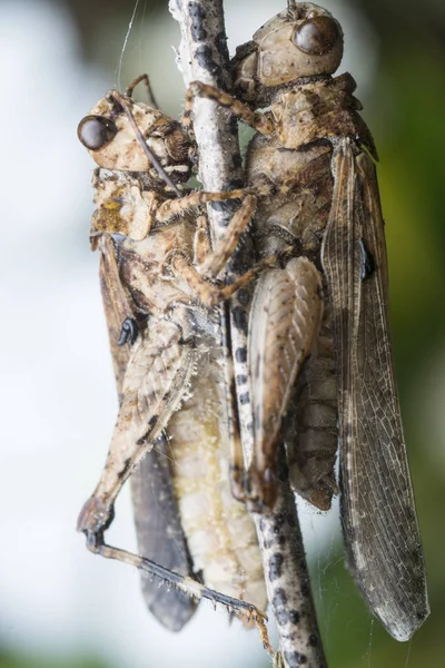 Deux Sauterelles Mortes Accrochent Tige — Photo