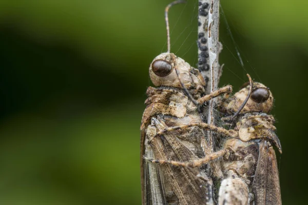 Two Dead Grasshopper Cling Stem — 스톡 사진