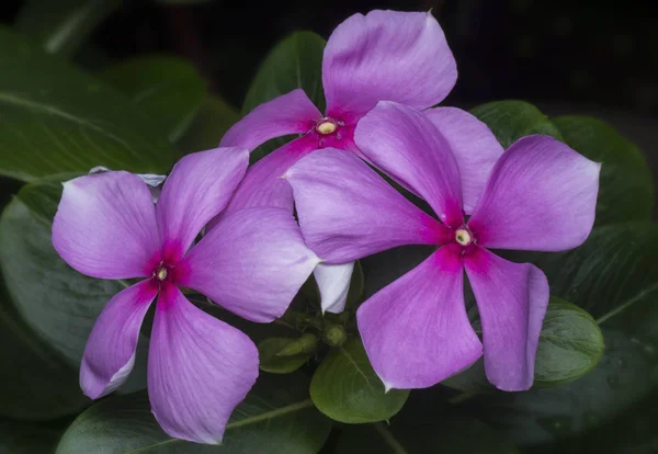 粉红的紫罗兰花花瓣 — 图库照片