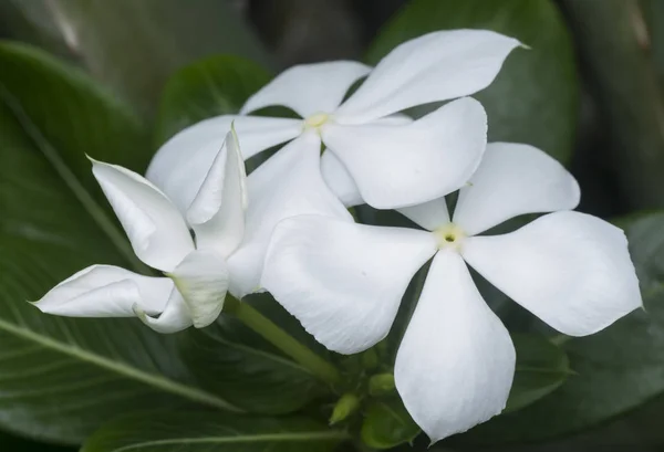 白いカタランサスローズの花びらの花 — ストック写真