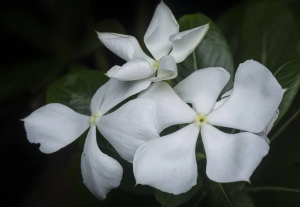 白いカタランサスローズの花びらの花 — ストック写真
