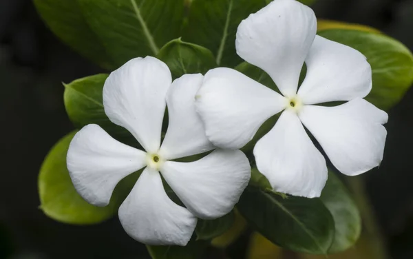 Cataranto Blanco Pétalos Rosa Flor — Foto de Stock