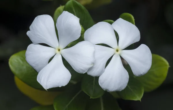 Cataranto Blanco Pétalos Rosa Flor — Foto de Stock