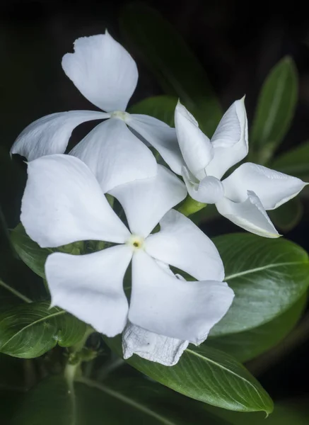 白いカタランサスローズの花びらの花 — ストック写真