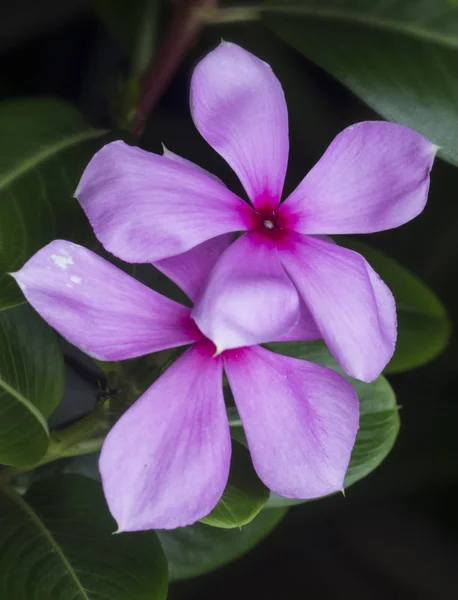 Rosa Katharanthus Roseus Blütenblätter Blume — Stockfoto